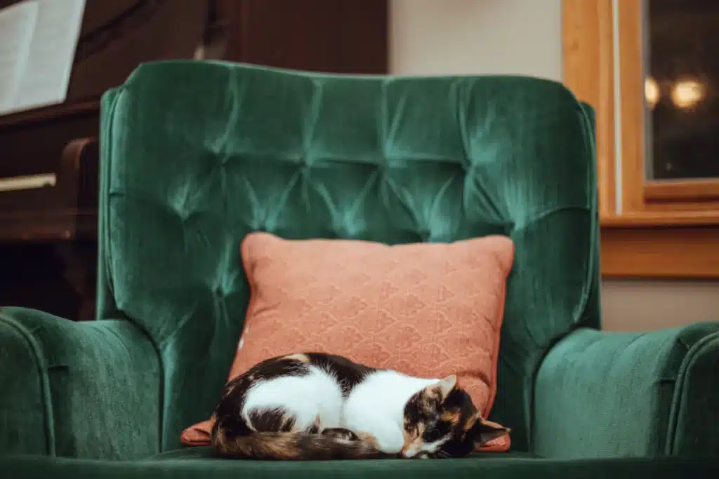 Chat âgé qui dors paisiblement dans un fauteuil en velours 