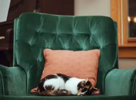 Chat âgé qui dors paisiblement dans un fauteuil en velours