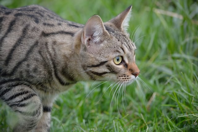 un-chat-en-train-de-chasser