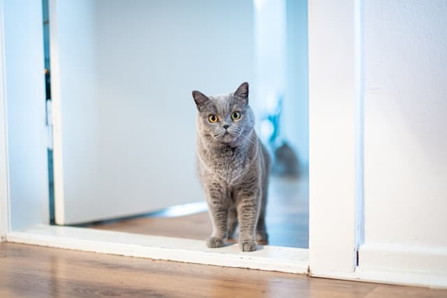 un-chat-passe-par-une-porte-ouverte