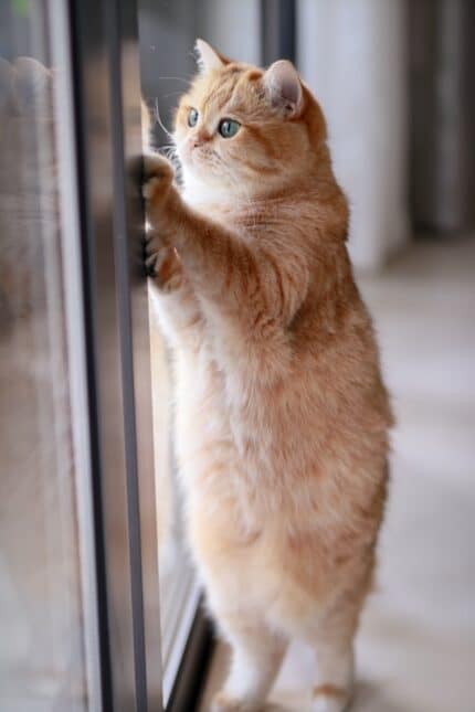 un-chat-réclame-à-sortir-par-la-porte