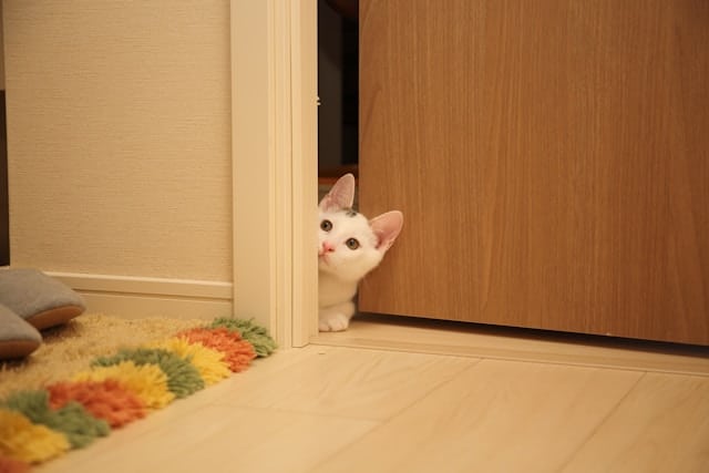 un-chat-regarde-par-une-porte-entrouverte