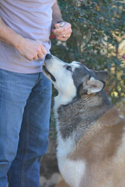 un-chien-recoit-une-friandise