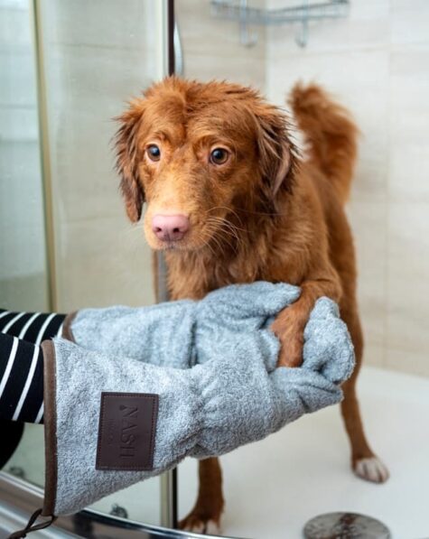 un-chien-se-fait-sécher-après-un-bain