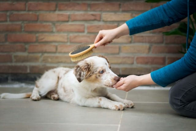 un-chiot-se-fait-brosser-le-pelage-contre-une-gourmandise