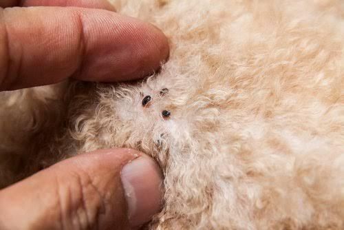 Puces dans les poils du chien 