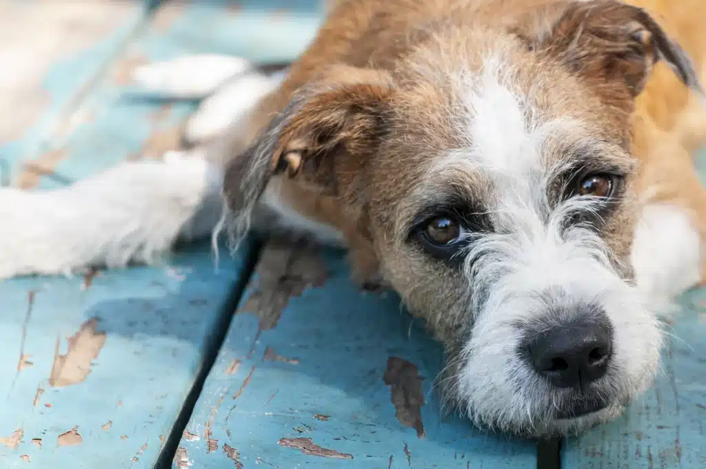 Chien abandonné qui va être adopté 