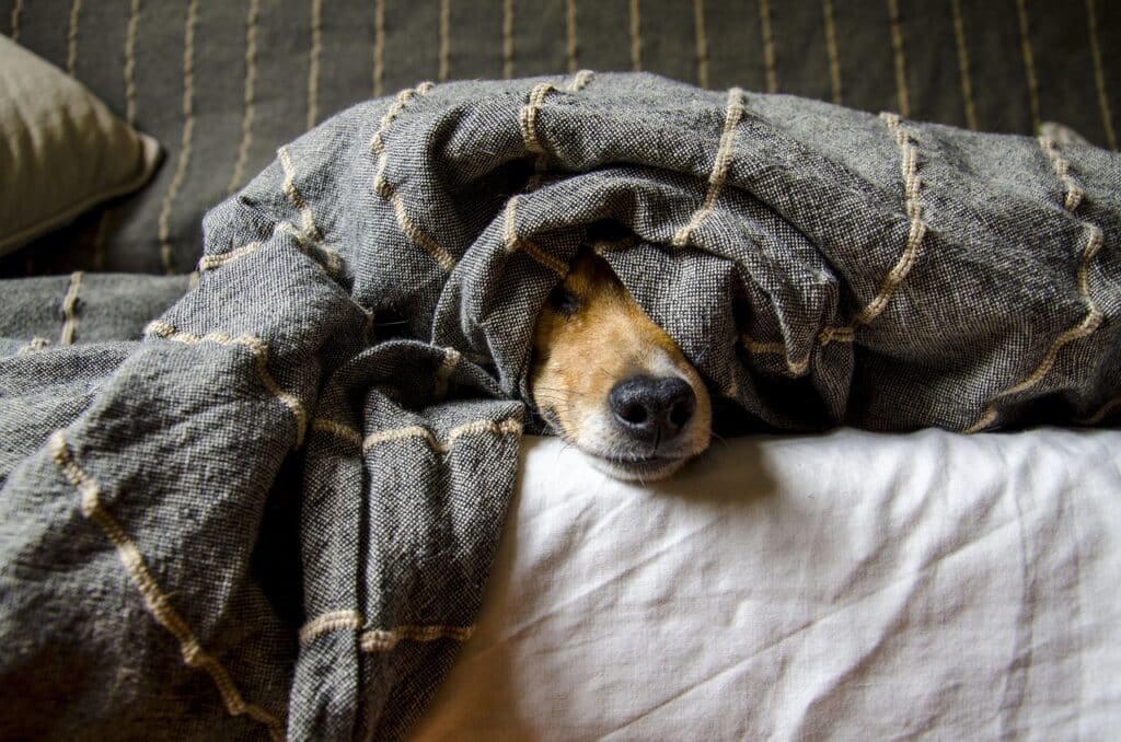 Chien caché sous une couette qui perd ses poils 