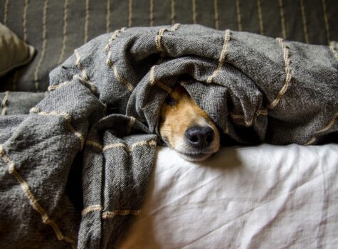 Chien qui perd ses poils dans la couette