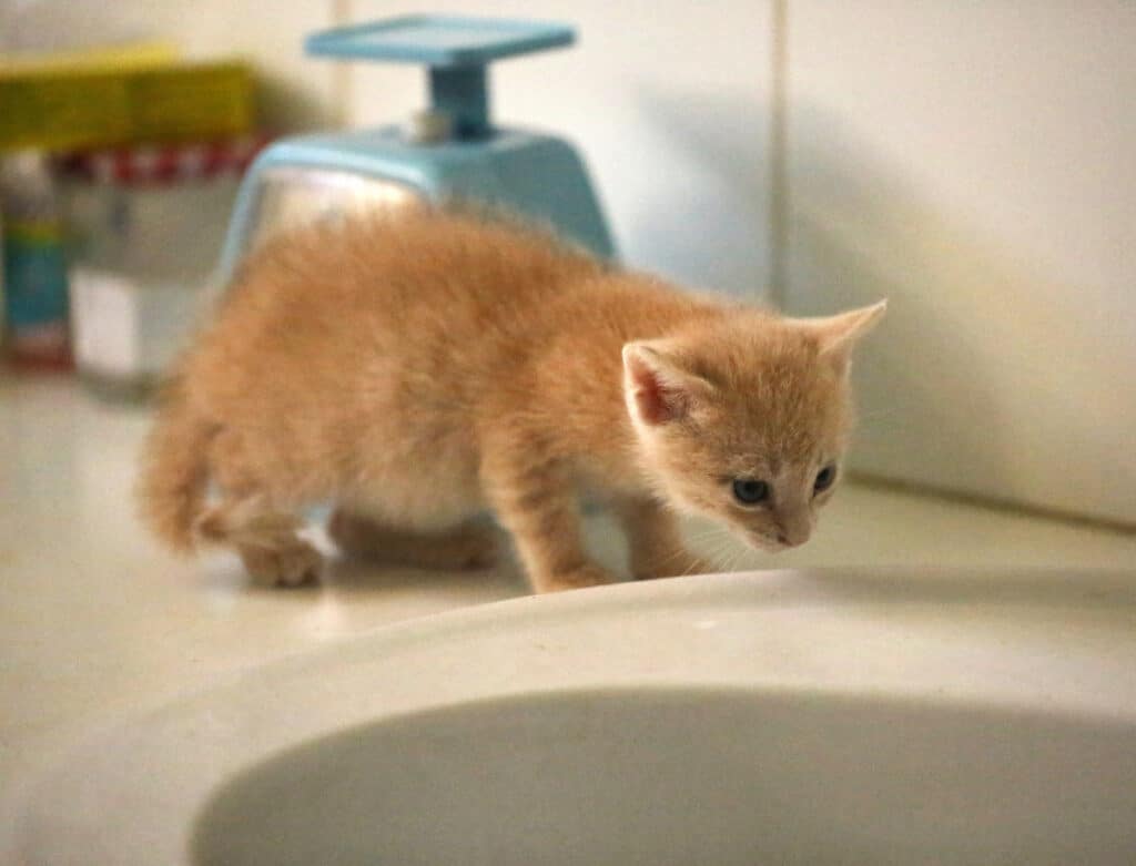 Chaton au bord de la baignoire 