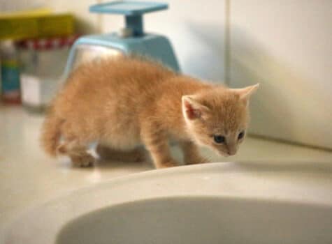 Chaton au bord de la baignoire