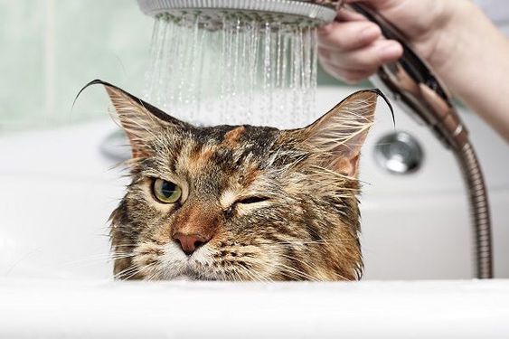 Chat qui prend sa douche dans une baignoire 