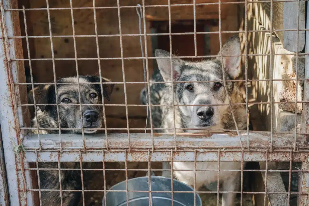 Chiens derrière une grille dans un refuge qui aimeraient se faire adopter 