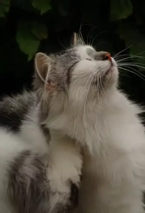 Chat très poilu qui doit faire attention à ne pas attraper de puces