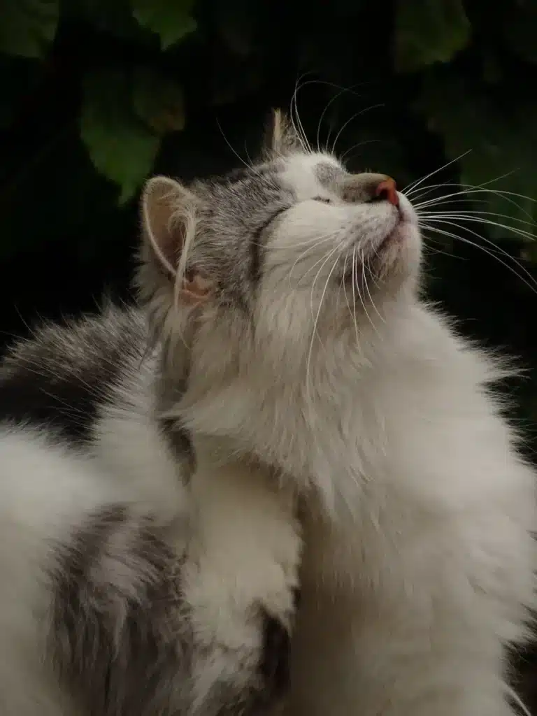 Chat très poilu qui doit faire attention à ne pas attraper de puces 