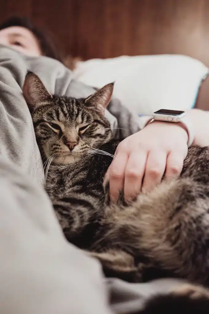 Chat apaisée qui s'est fait traité ses puces  