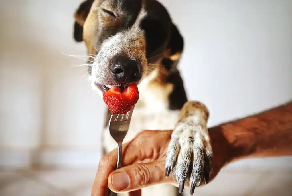 Chien qui mange une fraise 