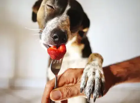 Chien qui mange une fraise