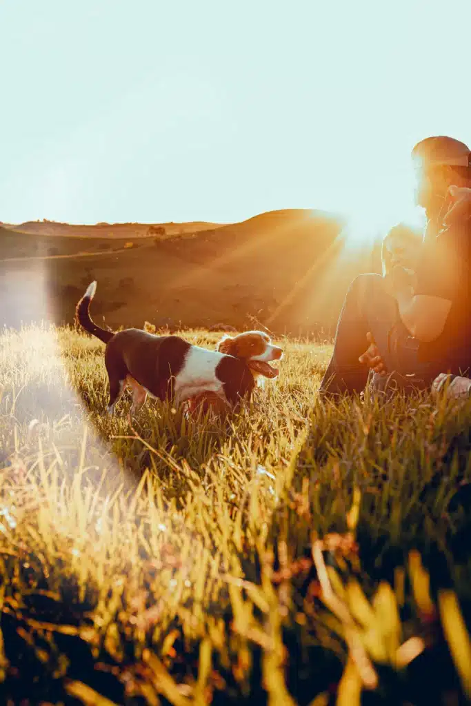 Chien au soleil dans l'herbe qui attrape une insolation 