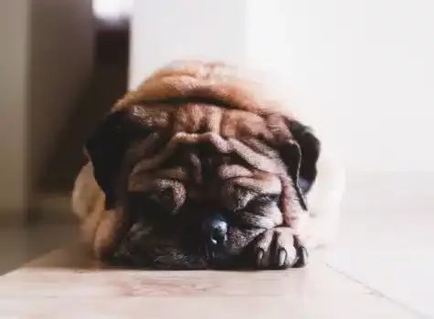 Chien fatiguée allongé au sol qui à attrapé un coup de chaud