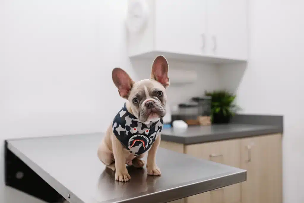 Chien sur un plan de travail de cuisine 