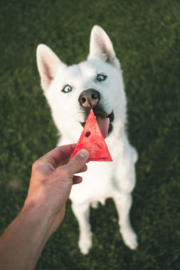 Chien loup aux yeux bleus qui mange une pastèque