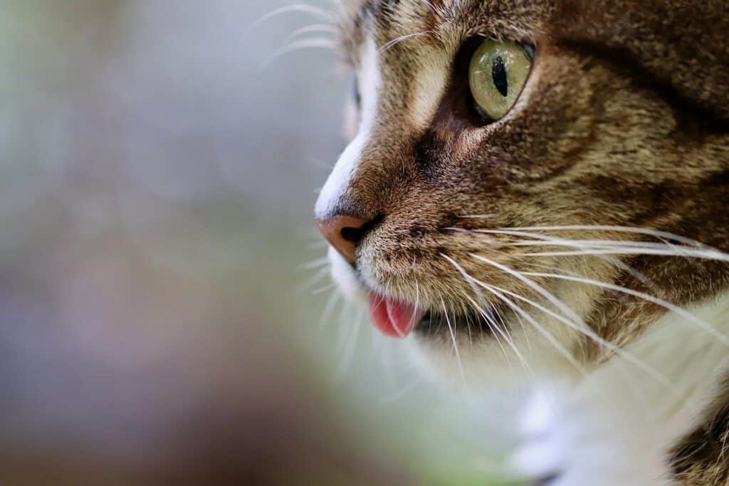 Chat qui tire la langue à cause d'un coup de chaleur 