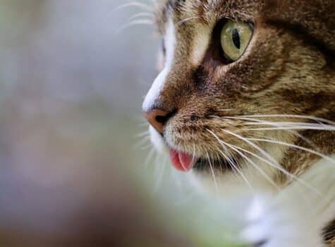 Chat qui tire la langue à cause d'un coup de chaud