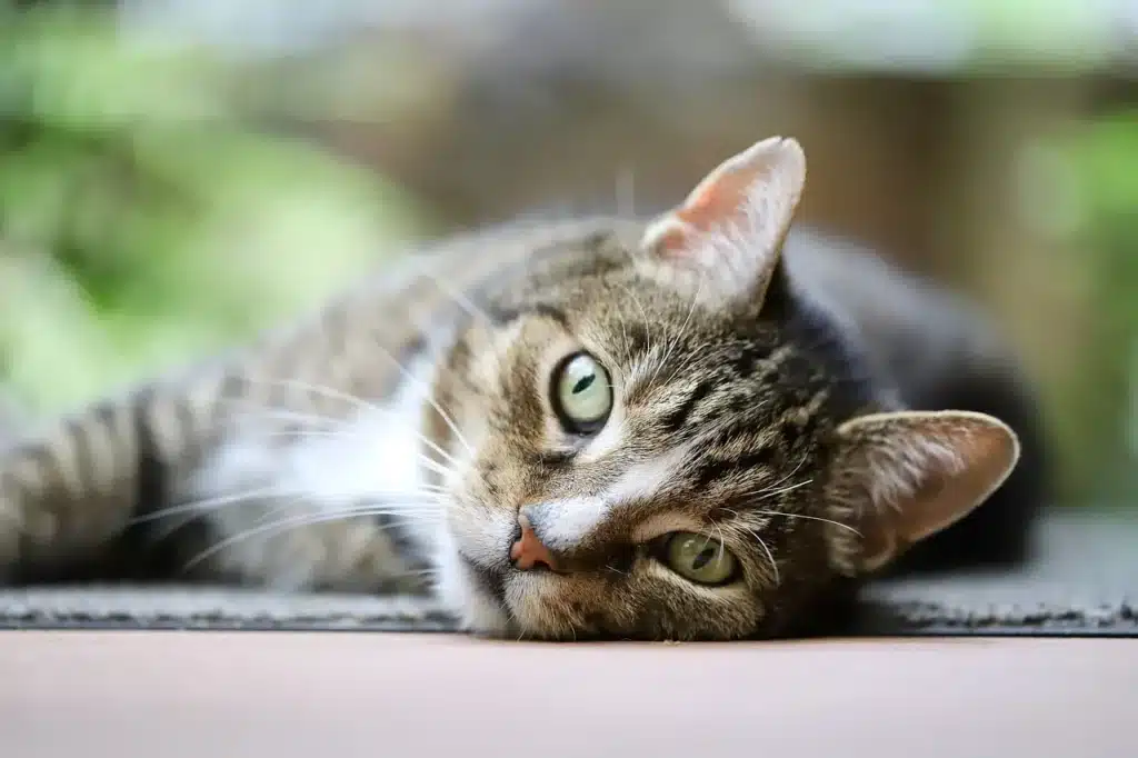 Chat tigré aux yeux verts allongé dans le jardin 