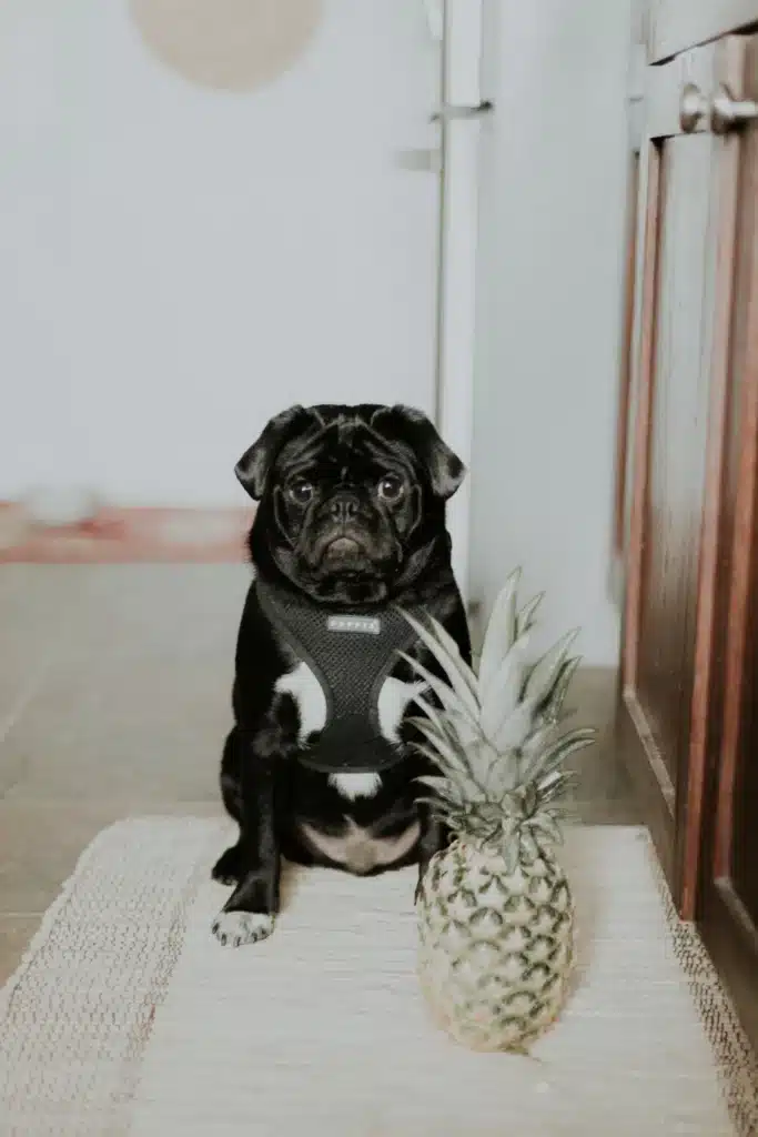 Chien qui mange un fruit : un ananas. 