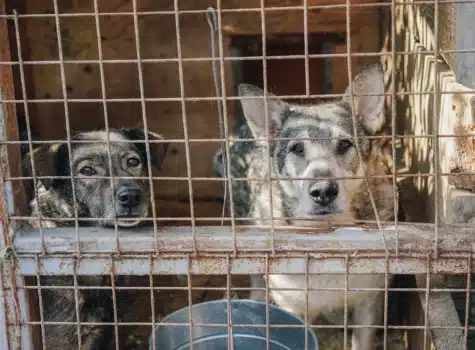 Chiens derrière une grille dans un refuge qui aimeraient se faire adopter