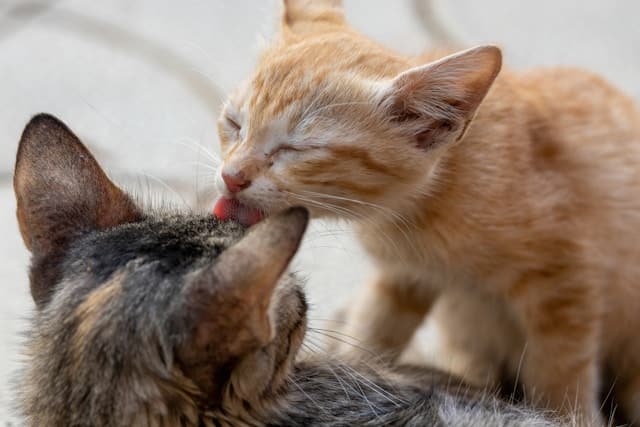 un-chat-lèche-un-autre-chat-pour-le-toiletter