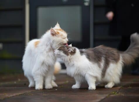 un-chat-toilette-un-autre-chat