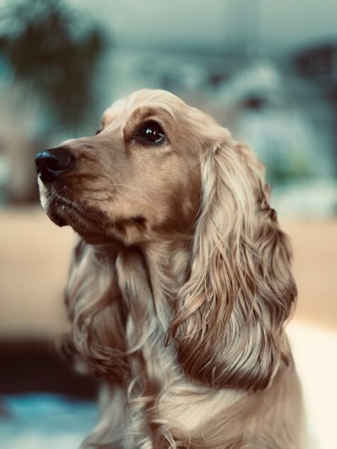 un-chien-cocker-aux-oreilles-tombantes