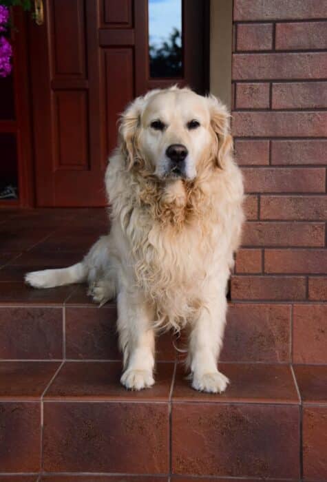 un-chien-golden-retriever-à-longs-poils