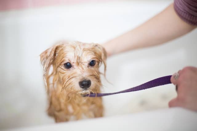 un-chien-qui-prend-un-bain