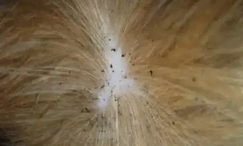 Puces sur une tête blonde 