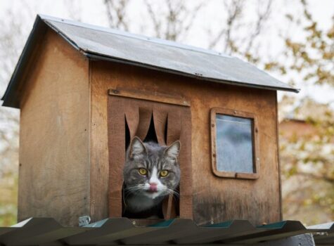 Chat comblé de bonheur caché dans une cabane