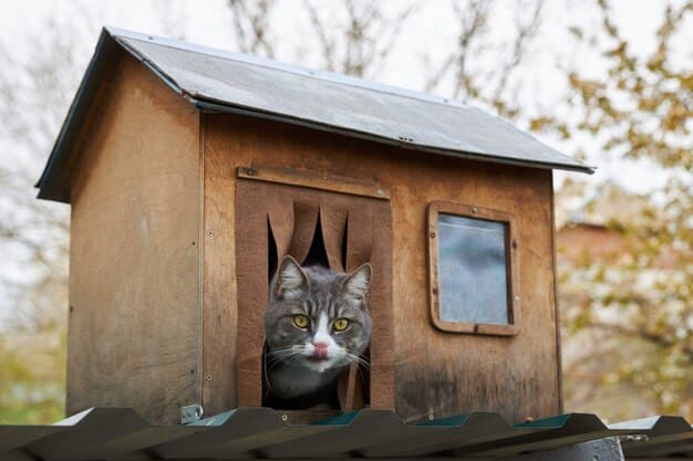 Chat comblé de bonheur caché dans une cabane 