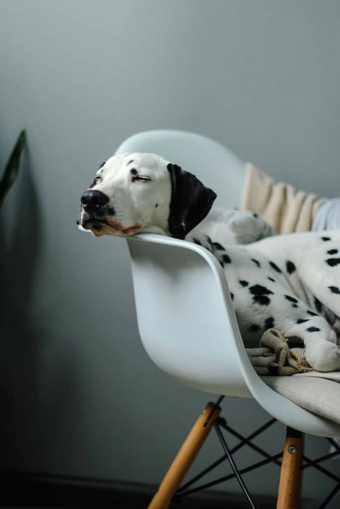 Chien Dalmatien qui fait une sieste à côté de sa famille