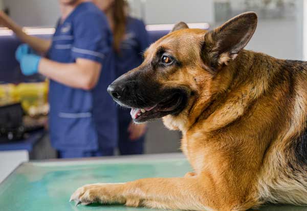 chien chez le vétérinaire pour eczéma