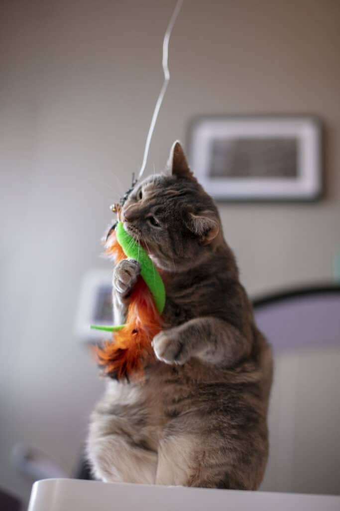 Chat qui joue avec un jouet 