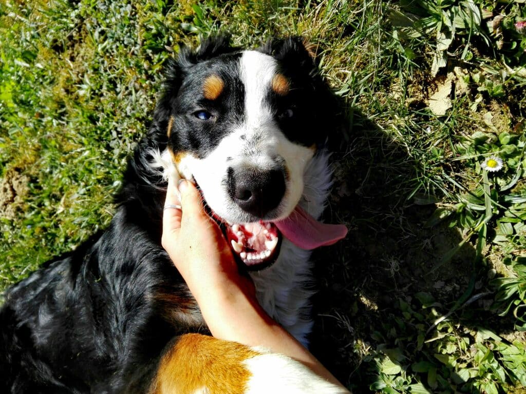 Jeune chien qui tire la langue avec de belles dents 