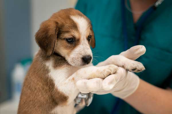 eczema sur patte d'un chien