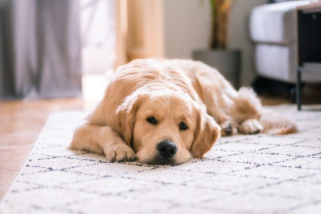 Golden retriever sur un tapis 