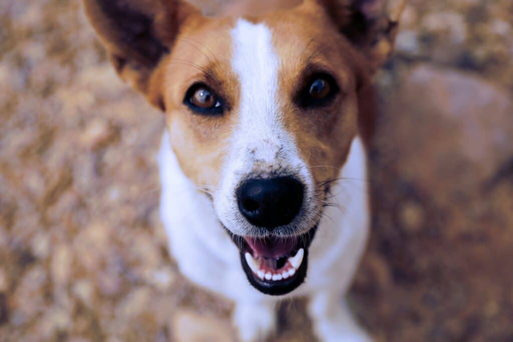 Chien qui montre ses dents bien propres 