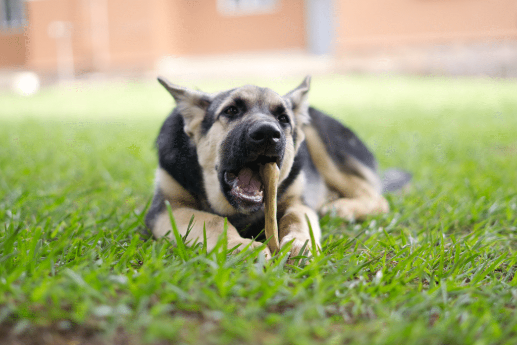 Chien qui mange un os avec ses dents 