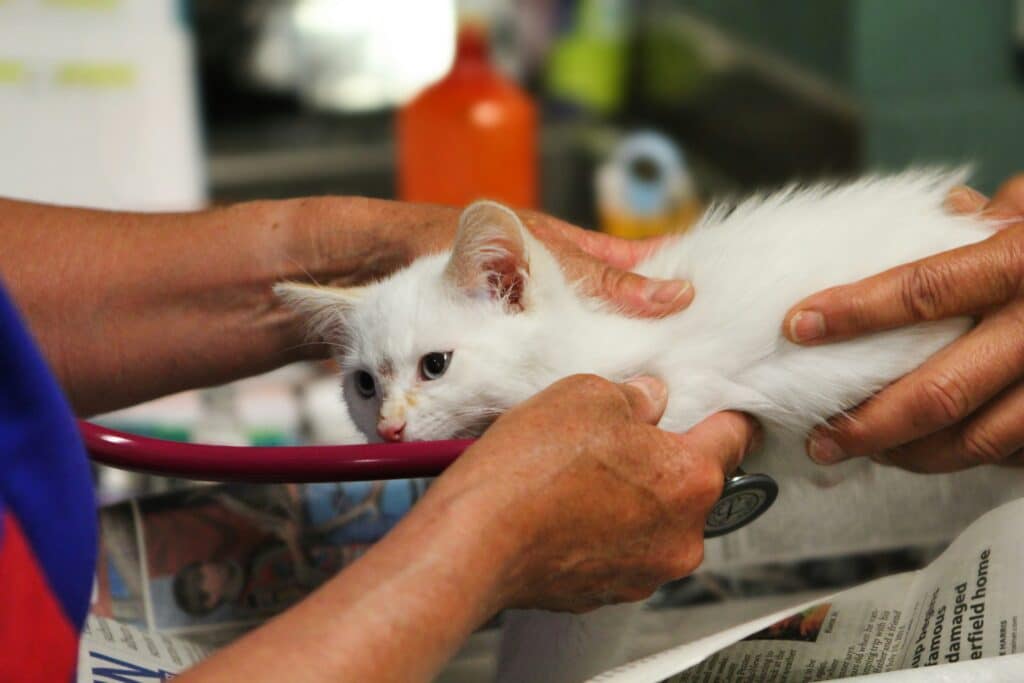 Chat malade chez le vétérinaire lié à un problème urinaire  