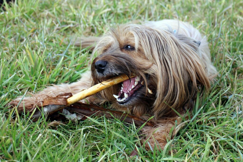 Caniche qui mache un os avec ses dents