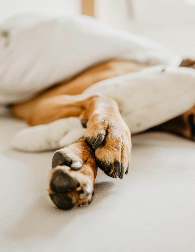 Pattes d'un chien qui se lèche régulièrement 